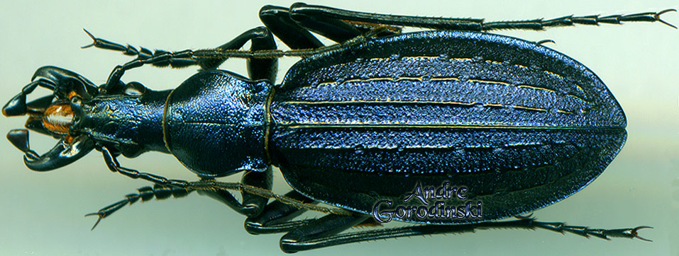 http://www.gorodinski.ru/carabus/Acoptolabrus gehinii makkariensis .jpg